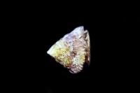 picture of Astrea Turbo Snail Atlantic                                                                          Astraea sp.